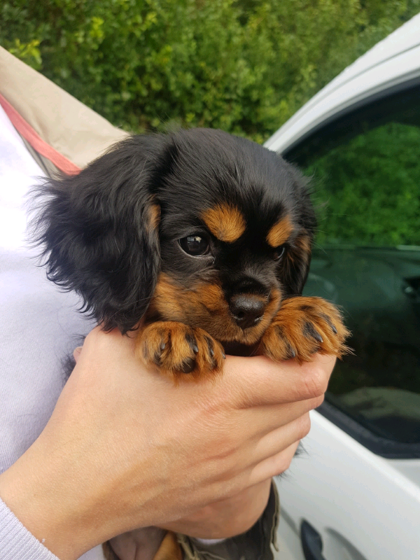 king charles spaniel gumtree
